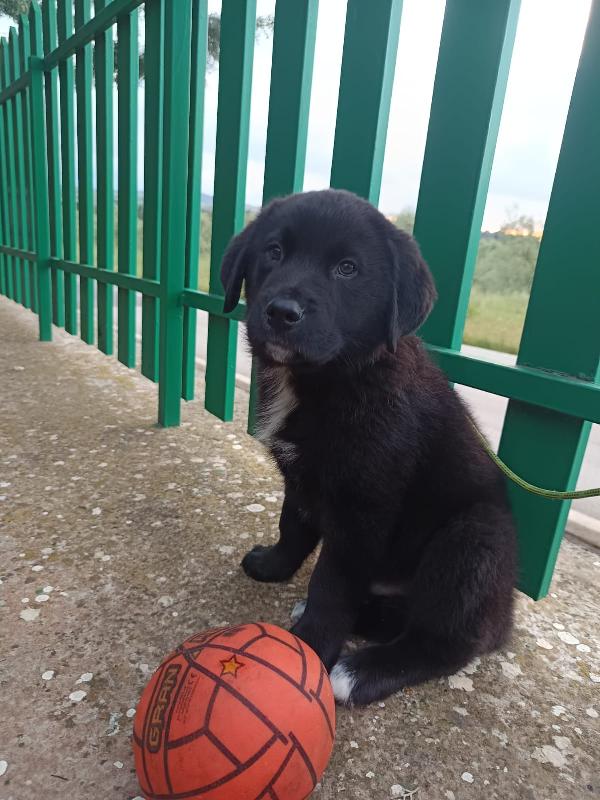 Cucciolotto da sogno 2 mesi e mezzo Foto 3